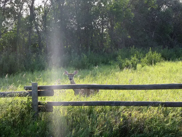 Deer behind a rail fence in a meadow